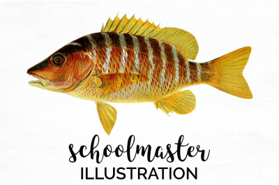 Fish Clipart