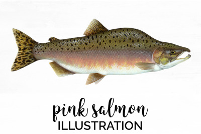 Salmon Fish Clipart