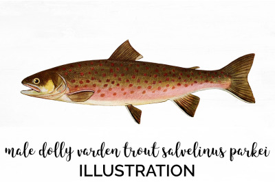 Trout Fish Clipart