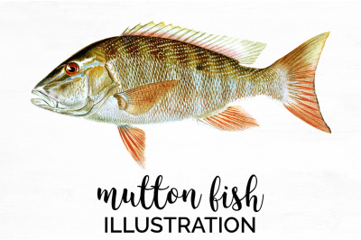 Fish Clipart