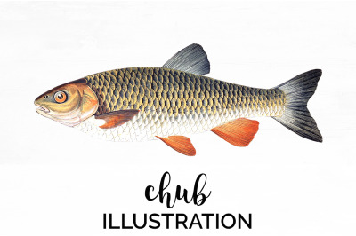 Fish Clipart