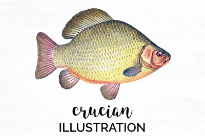 Fish Clipart