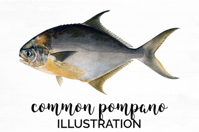 Fish Clipart