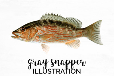 Snapper Fish Clipart