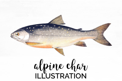 Fish Clipart