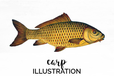 Carp Fish Clipart