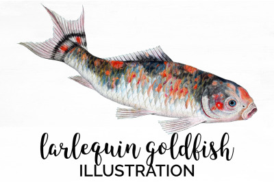 Koi Goldfish Clipart