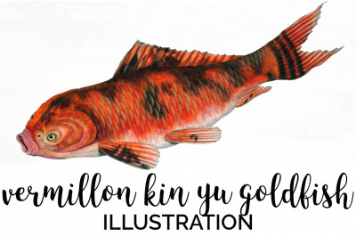 Koi Goldfish Clipart