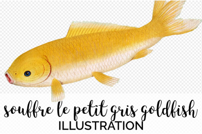 Koi Goldfish Clipart