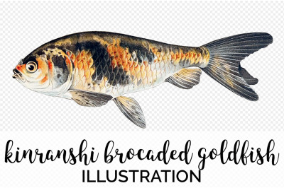 Koi Goldfish Clipart