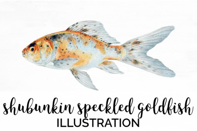 Koi Goldfish Clipart