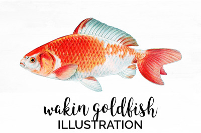 Koi Goldfish Clipart