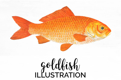 Koi Goldfish Clipart