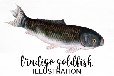 Koi Goldfish Clipart