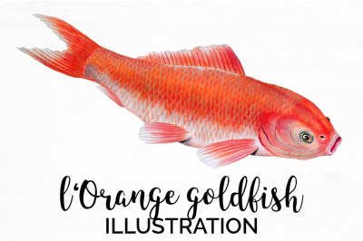 Koi Goldfish Clipart