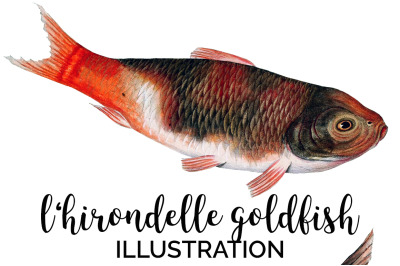 Koi Goldfish Clipart