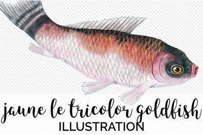 Koi Goldfish Clipart