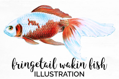 Koi Goldfish Clipart