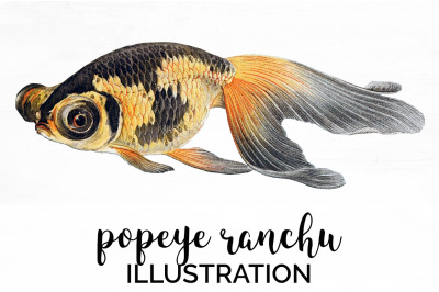 Koi Goldfish Clipart