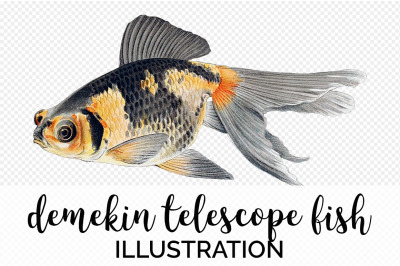 Koi Goldfish Clipart