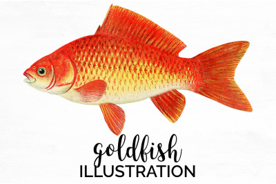 Koi Goldfish Clipart