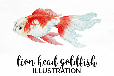 Koi Goldfish Clipart