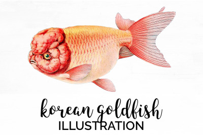 Koi Goldfish Clipart