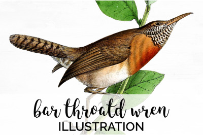 Wren Bird Clipart