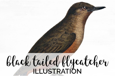 Flycatcher Bird Clipart