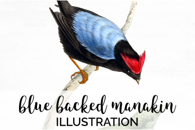 Manakin Bird Clipart