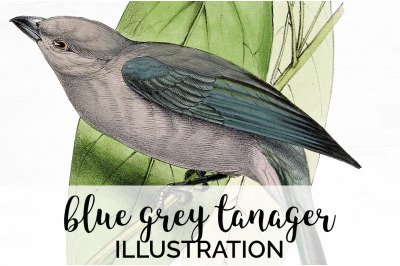 Bird Clipart Tanager