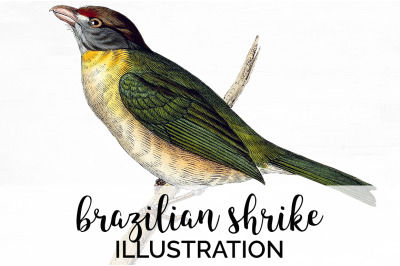 Shrike Bird Clipart