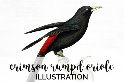 Oriole Bird Clipart