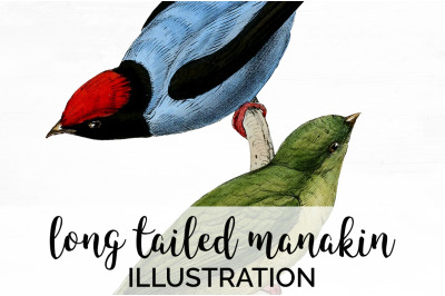 Bird Clipart Manakin