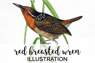 Wren Bird Clipart