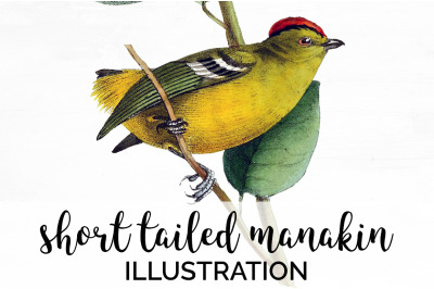 Manakin Bird Clipart