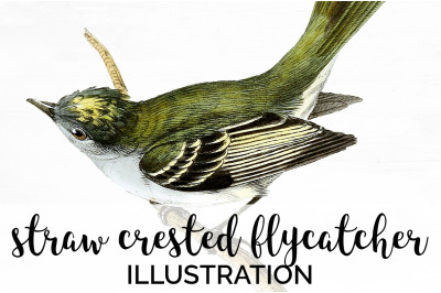 Flycatcher Bird Clipart