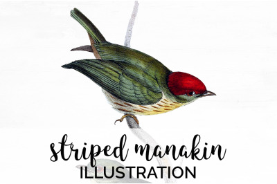 Manakin Bird Clipart