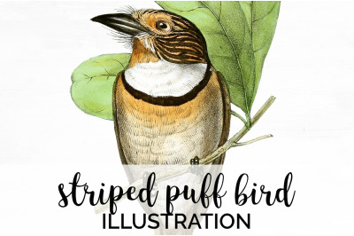 Bird Clipart