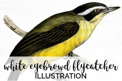 Bird Clipart Flycatcher