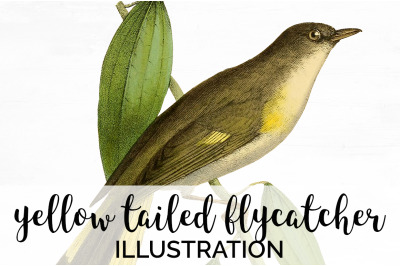 Bird Clipart Flycatcher