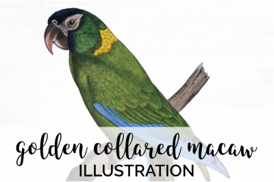 Parrot  Macaw Clipart