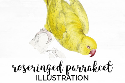 Parrot Clipart Parakeet