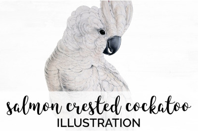 Parrot Salmon Cockatoo Clipart