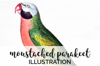 Parrot Parakeet Clipart