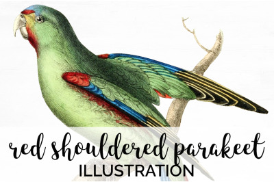 Parrot Parakeet Clipart