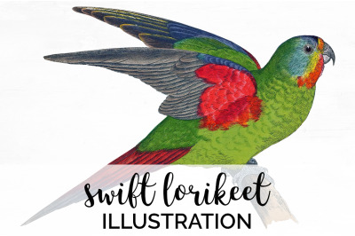 Parrot Lorikeet Clipart