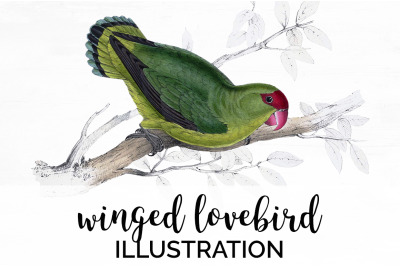 Parrot Lovebird Clipart