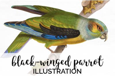 Parrot Clipart