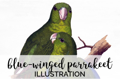 Parrot Parakeet Clipart